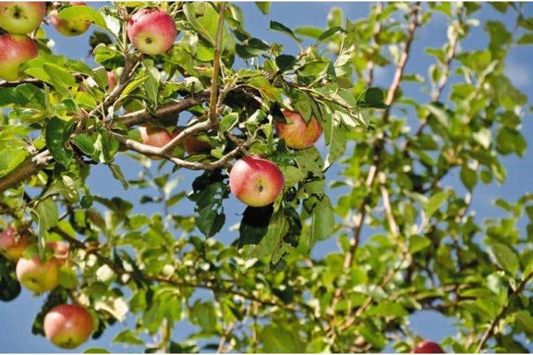 Mela Rossa di Montagna